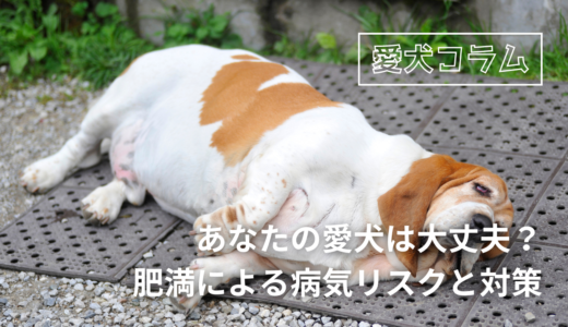 あなたの愛犬は大丈夫？肥満による病気リスクと対策